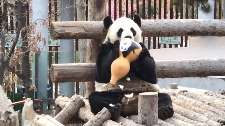 Animal|Giant Pandas Playing with Toys