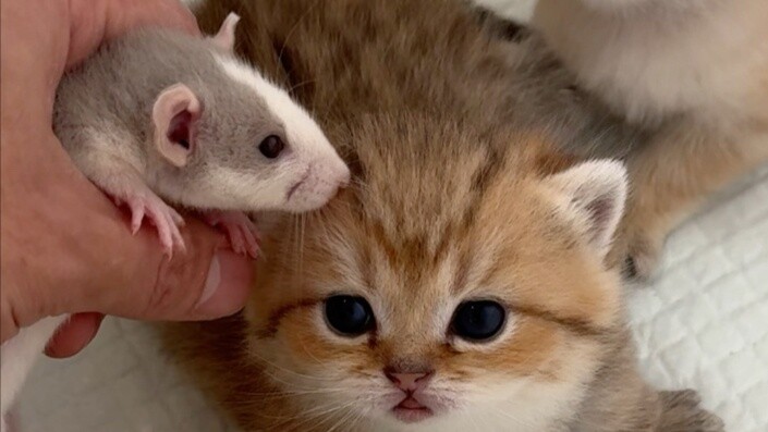 The cat was bullied by the mouse