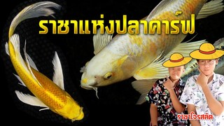 ราชาแห่งปลาคาร์ฟ l คุณพ่อคราฟ EP.53