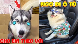 Thú Cưng Vlog | Ngáo Và Ngơ Ham Ăn #3 | Chó thông minh vui nhộn | Smart dog funny pets