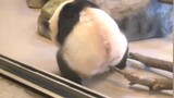 「awsl」Funny Compilation of pandas living outside of China