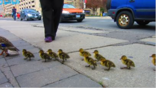 Duck Drop on Queens Quay Toronto May 4th 2012 #Dongvat