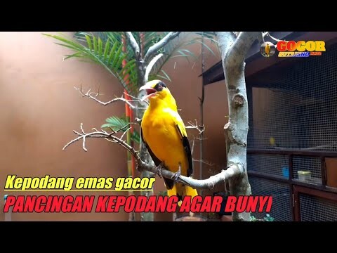 KICAU SUARA kepodang emas gacor SUARA PANCINGAN KEPODANG AGAR BUNYI ini menjadikan podang lain gacor