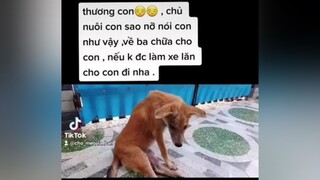 chủ nhẫn tâm úa con ạ , về mái ấm ở với các a ,c nha 😊 chomeo chomeodangyeu chó_cưng chomeodethuong chó