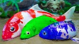 Stop Motion ASMR - Koi Merah Menangkap Ikan Warna warni  Eksperimen Kepuasan Lucu Primitif Memasak