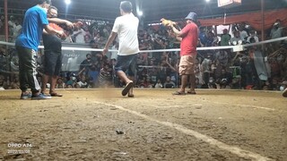 2nd fight win using bulik(dome) vs management "wala side" 3 COCK DERBY