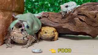 Frog eat toad by mistake for food！Australian green tree frog, Miyako toad, Amazon milk frog