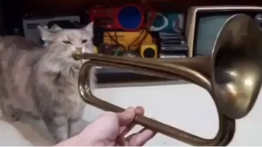 Bunny girl cat trumpet