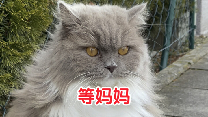 破防了，原来小猫咪真的会想妈妈…