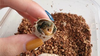 沉浸式体验龟蛋孵化过程