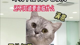 【猫meme】00后运营，给老板一些震撼