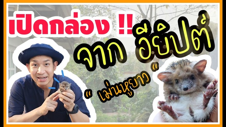 เปิดกล่อง เม่นหูยาว จากอียิปต์ !!!!! ( Long eared hedgehog ) Minizoo cafe EP.2