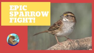 Crazy wild sparrow Fight! No stopping them.  Will they survive?😜🤷‍♂️ Sparrows are nuts.