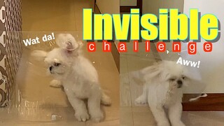 Shih Tzu Dog's Reaction to the Invisible Challenge