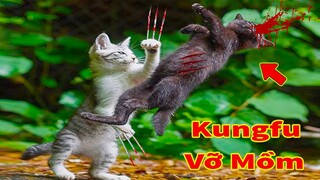 Thú Cưng TV | Mèo Kungfu #9 | mèo thông minh vui nhộn | Pets funny cute smart cat