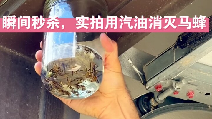 实拍用汽油消灭马蜂，简直是秒杀呀