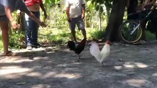 Ellie.bantam backyard❤️ 7 months (RED) VS. 5 years (WHITE), 1st win🏆