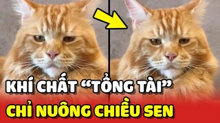 Chú mèo Cam có khí chất TỔNG TÀI vạn người mê 😍 | Yêu Lu