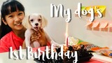 My dog's 1st birthday!!! 🥳🐶 -  Vlog | Lady Pipay