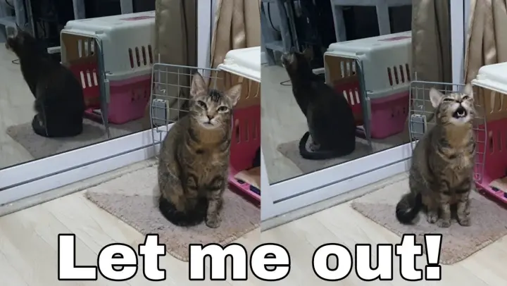My Cats meowing and begging she wants to go outside as early at 5 am | CatsLifePH