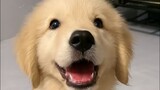 The little golden retriever Zundu is so cute!!!