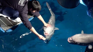 日本茨城县大洗水族馆给翻车鱼规定了饲料份量，所以饲养员每次喂食时都必须仔细分辨每条翻车鱼的脸...“你吃过了，走开..”，“对面的 ，你还没吃啊，快来吃..”