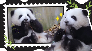 小熊猫吃饱饱，在角落磨牙牙～