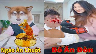 Thú Cưng TV | Ngáo Husky Troll Bố Dương KC #47 | chó thông minh vui nhộn | funny cute smart dog Pets