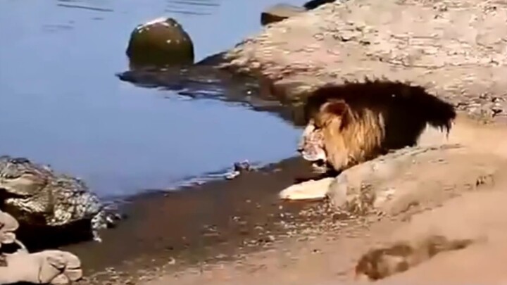 Crocodile eating lion behind