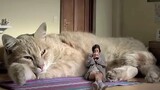 ความฝันของทาสแมว