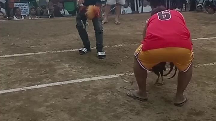 walang sugat si baleleng                3x winner @zapote cockpit