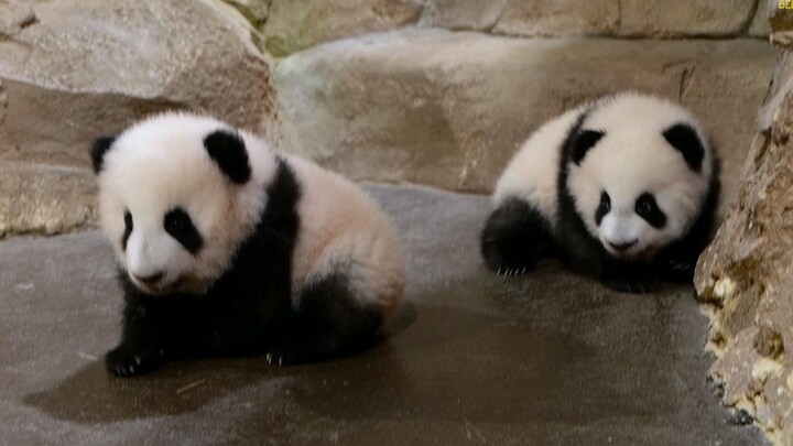 Panda Raksasa|Panda di ZooParc