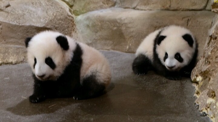 Giant Panda|Panda in ZooParc