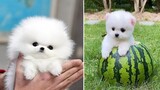 Mini Pomeranian ðŸ”´ Funny and Cute Pomeranian Videos | Funny Puppy Videos 2020