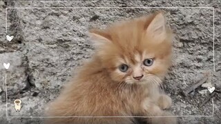 Little walk | Cat Vlog #26