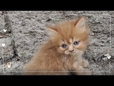 Little walk | Cat Vlog #26