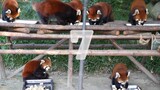 Ten Red Pandas have dinner together