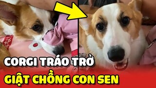 Bé corgi GHEN tráo trở khi thấy vợ chồng sen NẮM TAY nhau 😂 | Yêu Lu