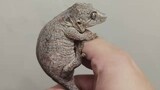 [Hewan Merayap] Seperti buaya kecil! Tokek gargoyle yang sangat imut!