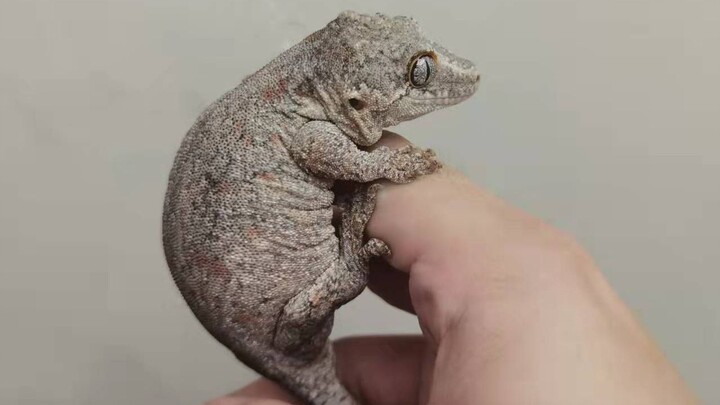 Animal | Super Cute Gargoyle Gecko 