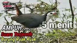 ruak ruak ampuh pikat