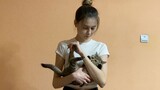 [Animals]Cute Dragon Li's daily life|<Sneaky Snitch>