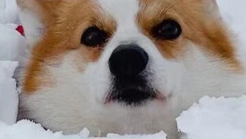 How easy is it to bury a corgi in snow?