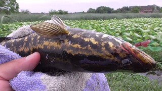 Memancing di kolam daun teratai yang sudah terbengkalai 10 tahun