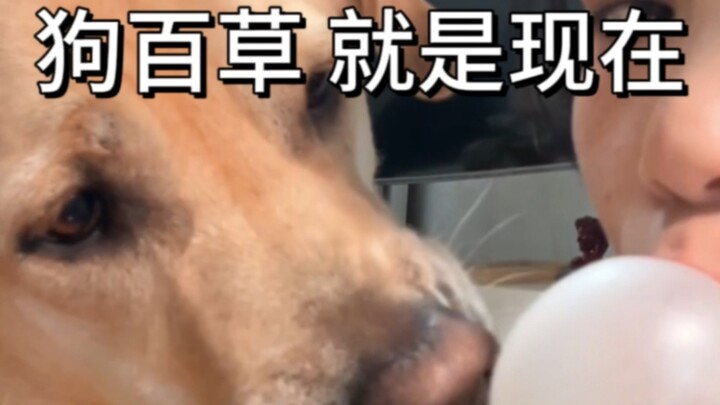 Dog Baicao is now