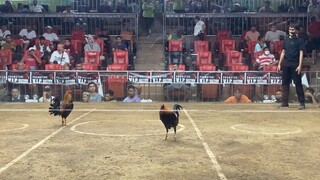 3-STAG DERBY january 22 @SMC(radio lemon) win