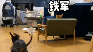 铁军现在是家里唯一敢接近狗子的猫…