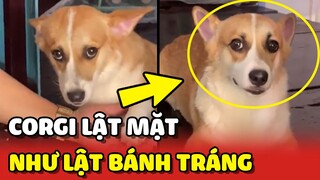 Siêu diễn viên Corgi LẬT MẶT nhanh hơn lật bánh tráng 😂 | Yêu Lu