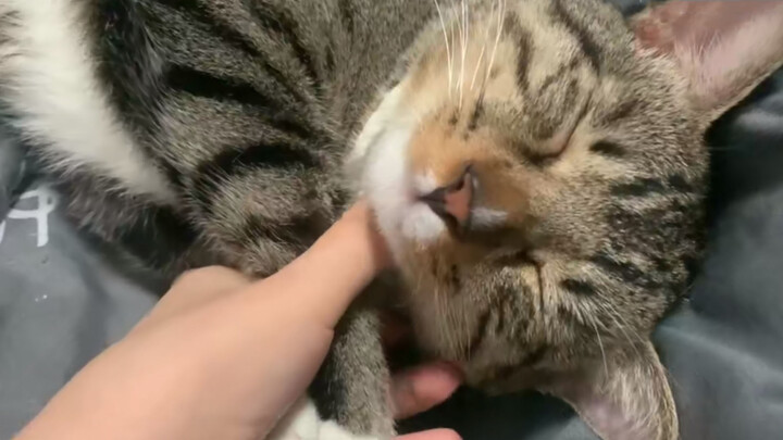 Chú mèo con vào ban đêm đáng yêu quá đi mất, hehe ~