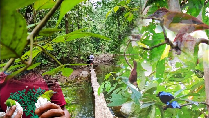 Adventure jelajahi hutan sumatera mikat kapas tembak || spot burung  paling lengkap.